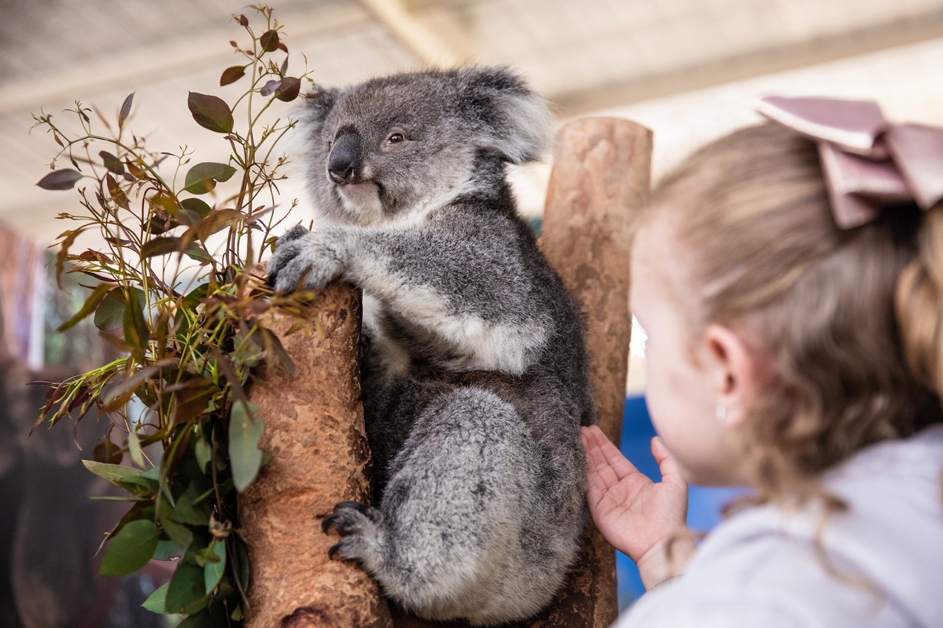 Girl looking at koala, Caversham Wildlife Park, Caversham, WA © Tourism Australia
