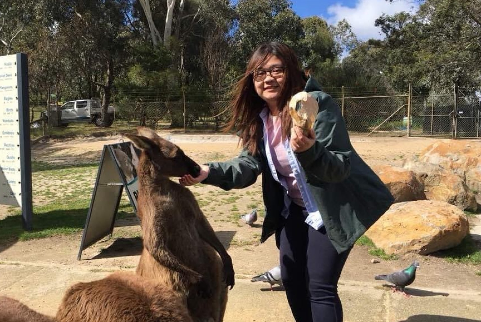 Felicia (UOB Travel) feeding kangaroos at Ballarat Wildlife Park, VIC