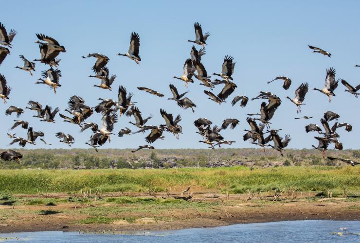 A flock of birds flying over wetlands at Bamurru Plains © Lords Kakadu & Arnhemland Safaris