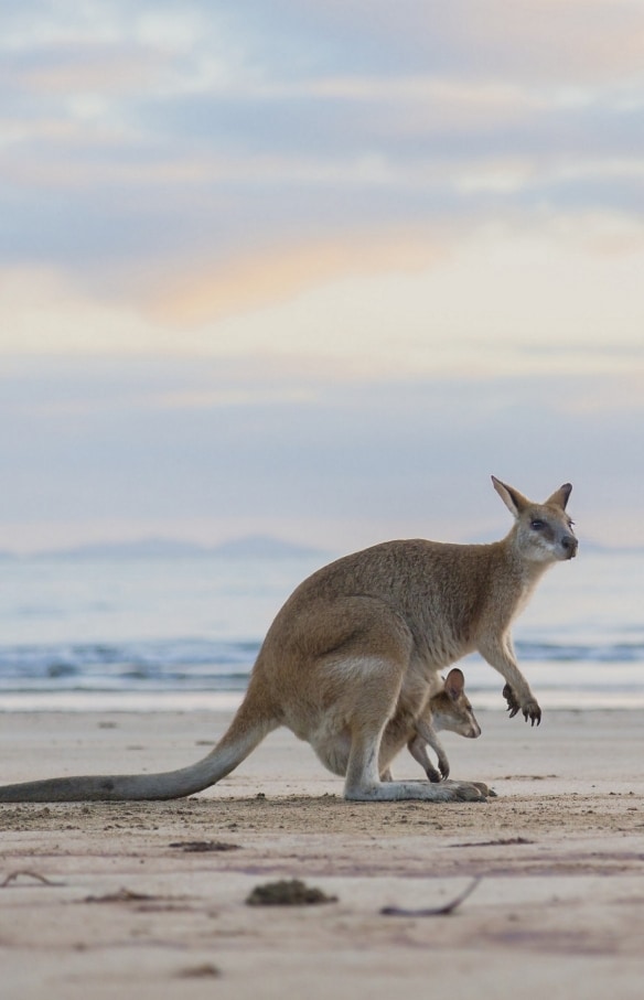 Kangaroos on the beach at sunset at Cape Hillsborough National Park in Queensland © Tourism and Events Queensland