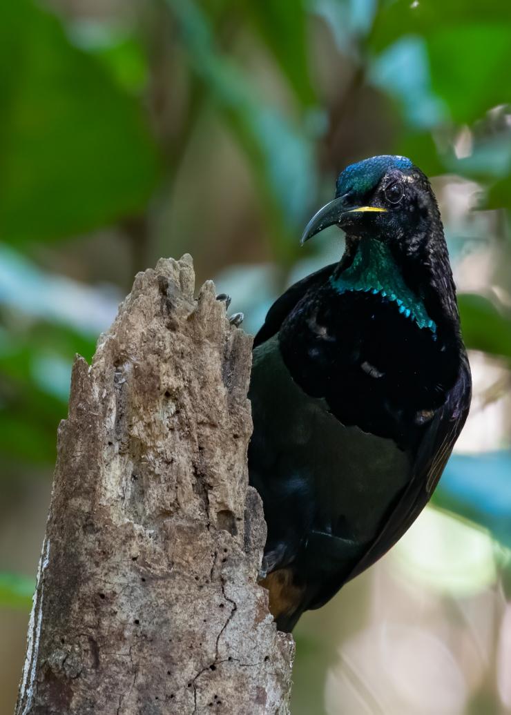 A riflebird in a tree in the Atherton Tablelands in Far North Queensland © FNQ Nature Tours/James Boettcher