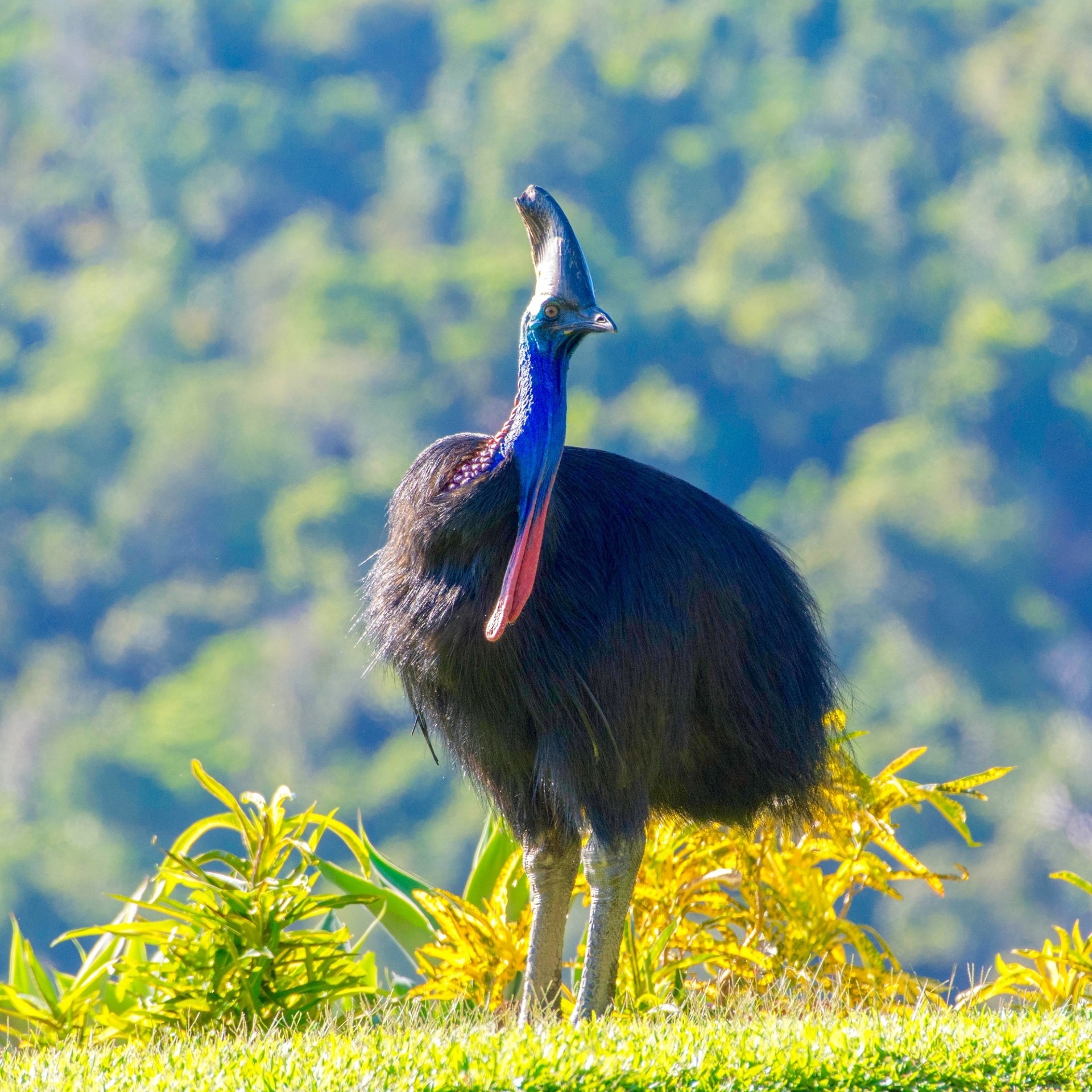 Southern Cassowary spotted in the Daintree National Park © FNQ Nature Tours