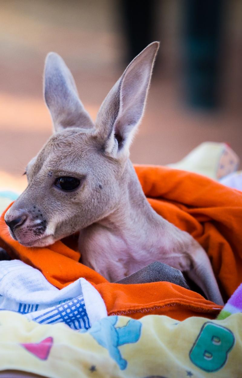 Holding a Baby Kangaroo at The Kangaroo Sanctuary, Alice Springs, NT © Tourism NT/Jewels Lynch