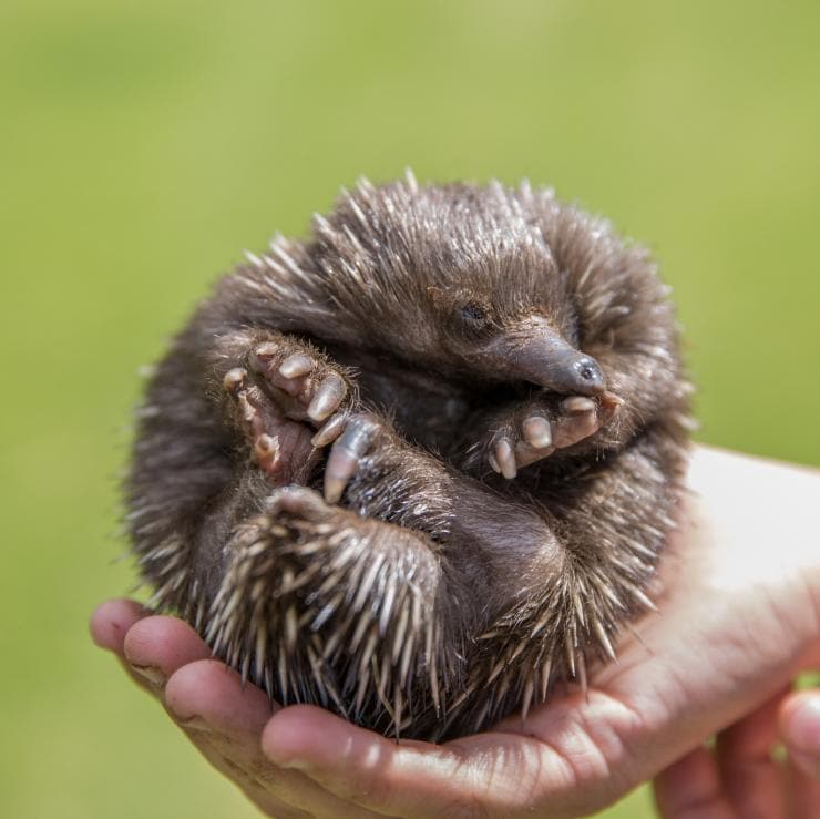 Echidna at Kangaroo Island Wildlife Park, Kangaroo Island, SA © Tourism Australia