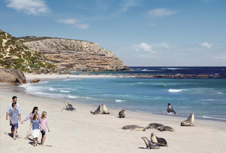 Seal Bay, Kangaroo Island, SA © South Australian Tourism Commission