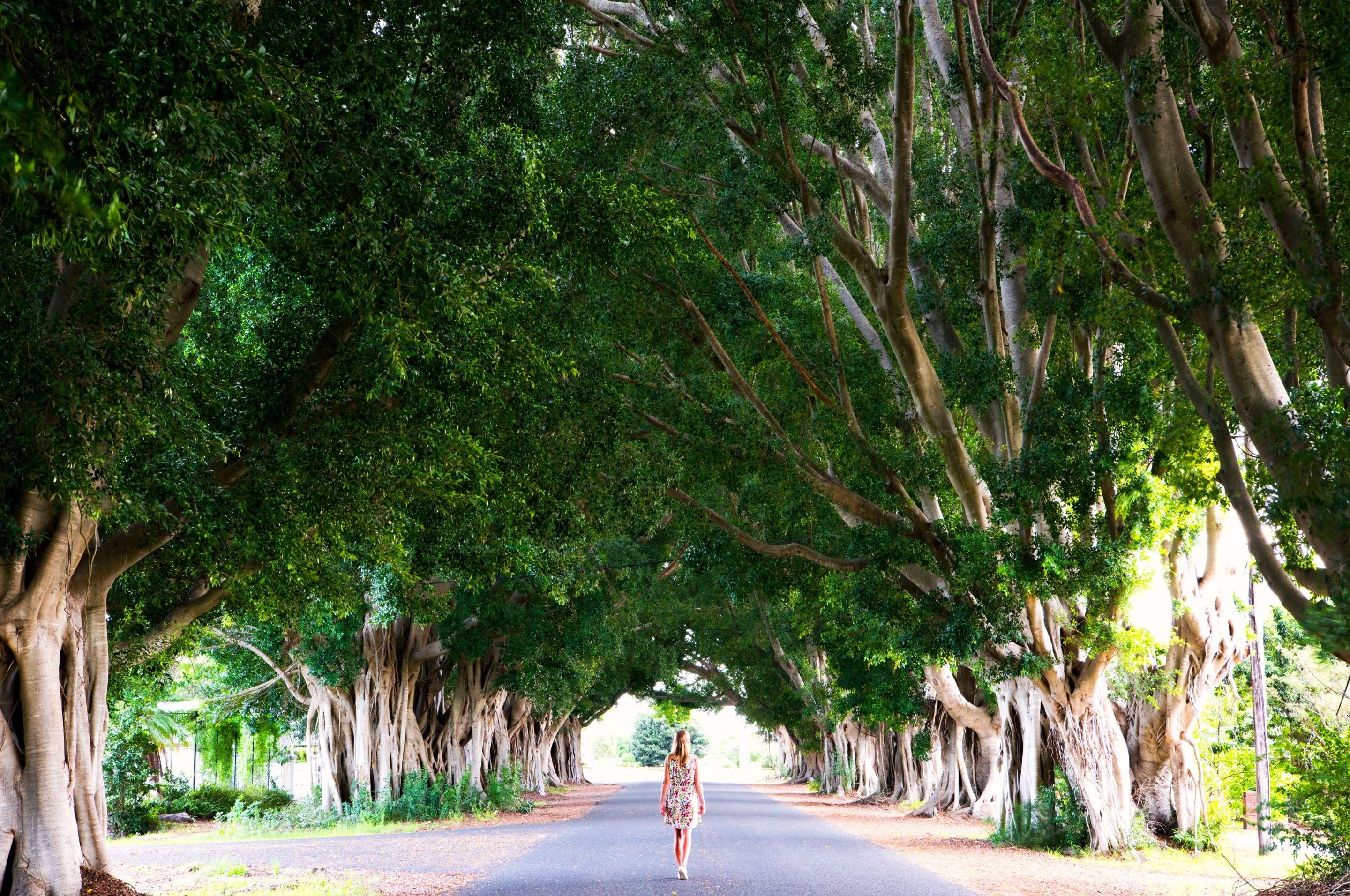 A road surrounded by jacaranda trees © My Clarence Valley