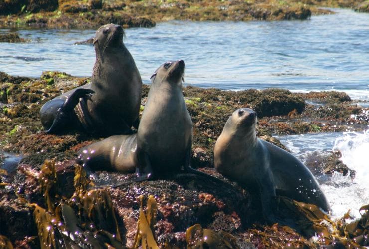 Australian fur seal colony, Wildlife Coast Cruises, Phillip Island, VIC © Wildlife Coast Cruises