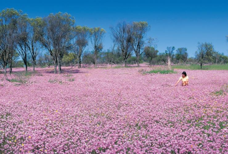 Wildflowers in bloom, Turquoise Coast, WA © Tourism Western Australia