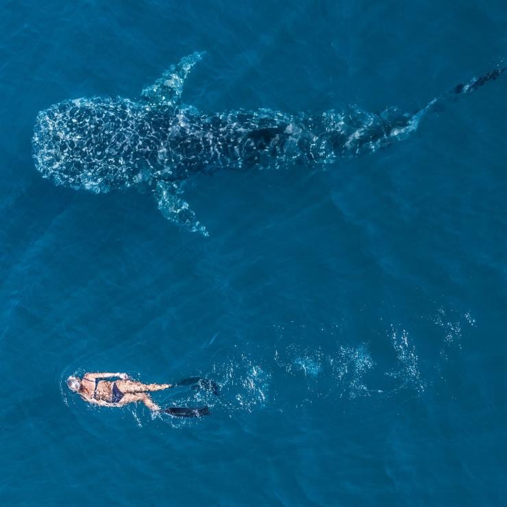Swimming with whale sharks on Ningaloo Reef © Tourism Western Australia