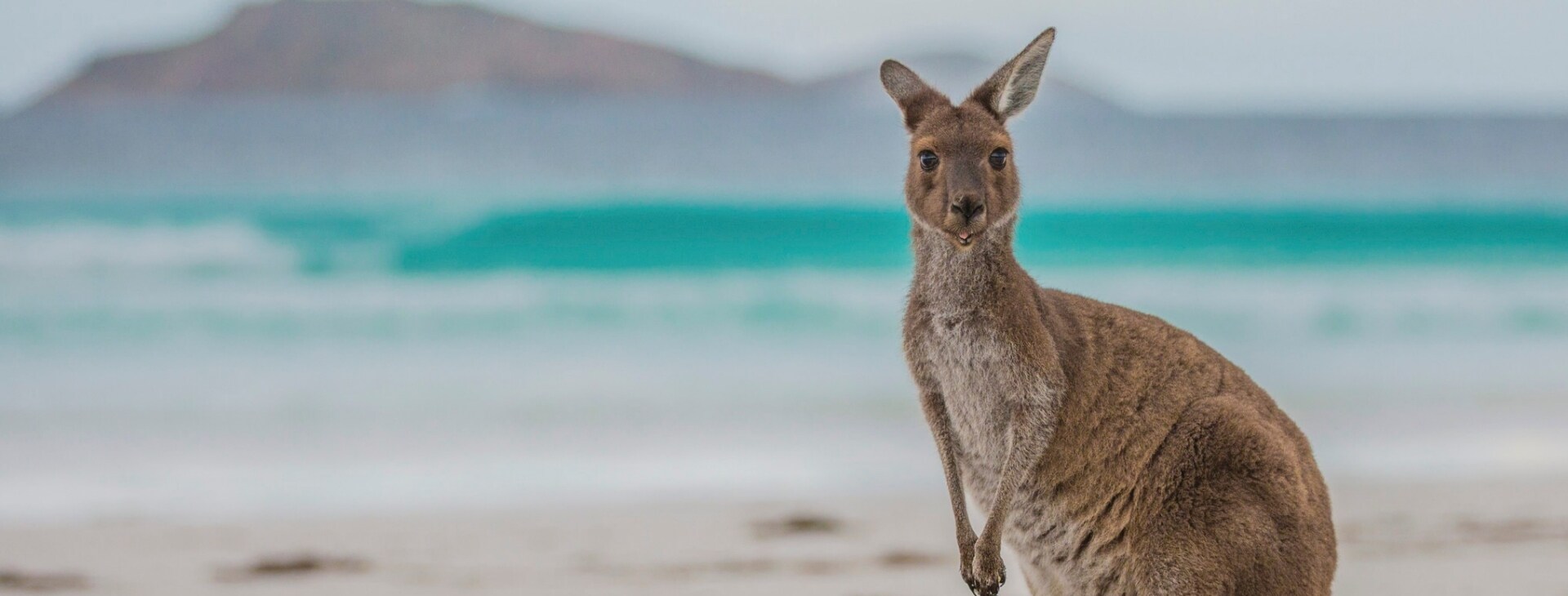 Lucky Bay, Cape Le Grand National Park, WA © Greg Snell, Tourism Western Australia