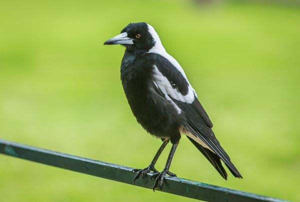 A magpie sitting on a steel bar © Chris Stenger/Unsplash