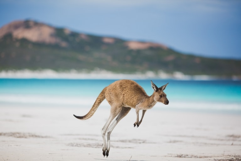 Kangaroo, Lucky Bay, Esperance, Western Australia © Australia’s Golden Outback
