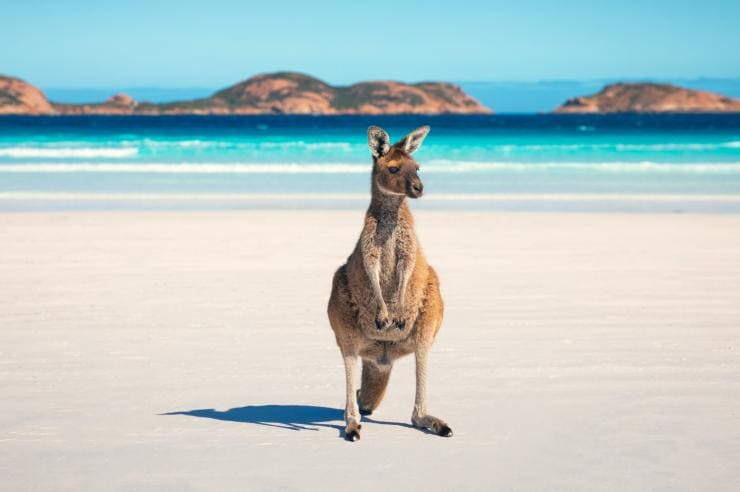 planning a solo trip to australia