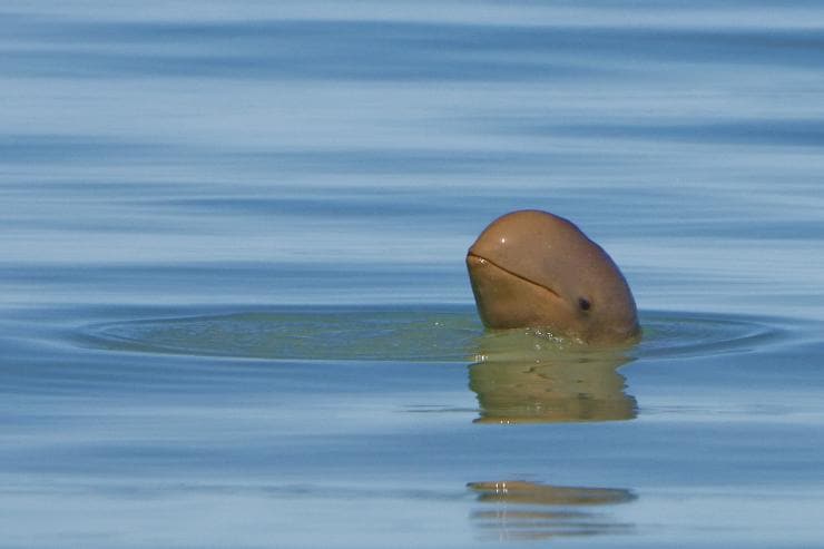 Snubfin dolphin, Broome Whale Watching, Broome, Western Australia © Broome Whale Watching Snubfin dolphin, Broome Whale Watching, Broome, Western Australia © Broome Whale Watching