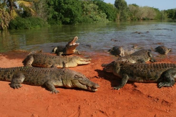 Malcolm Douglas Crocodile Park, Broome, WA © Malcolm Douglas Films Pty Ltd Malcolm Douglas Crocodile Park, Broome, WA © Malcolm Douglas Films Pty Ltd