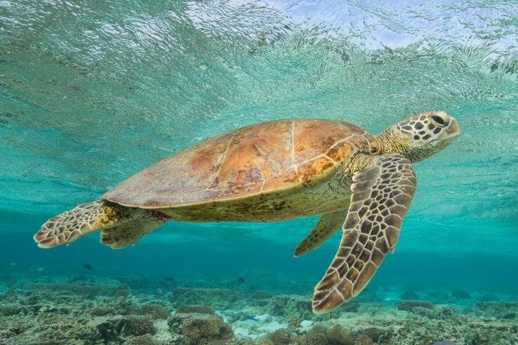 Turtle swims above reef off the coast of Lady Elliot Island © Sean Scott Photography