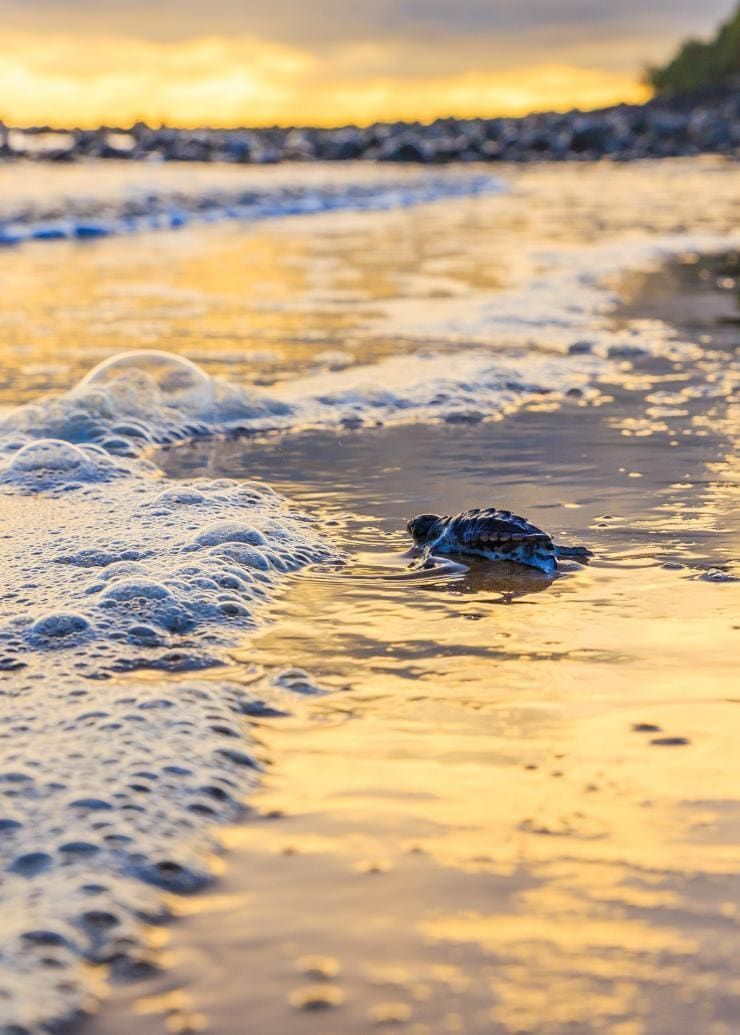 Turtle hatchling at waters edge on beach at Mon Repos in Queensland © Jewels Lynch/Tourism Events Queensland
