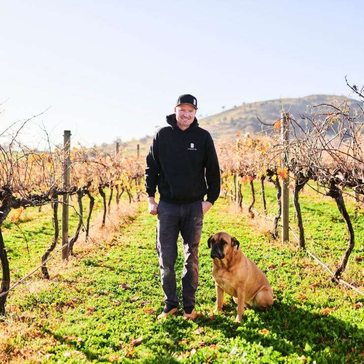 A man and his dog take a walk amongst the vines at Brindabella Hills Winery, Wallaroo, New South Wales © VistCanberra