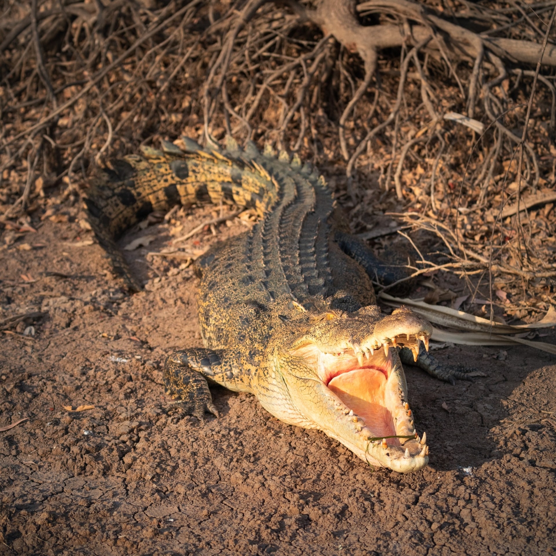 Crocodile, Kakadu National Park, Northern Territory © Tourism NT/Daniel Tran