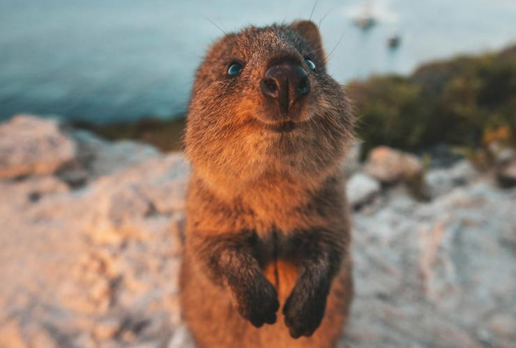 Quokka smiling with the ocean in the background, Rottnest Island, Western Australia © James Vodicka