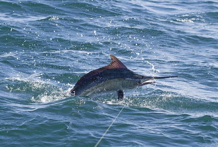 Fishing with Hervey Bay Fly and Sport Fishing around Hervey Bay, QLD © Far North Sports Fishing 