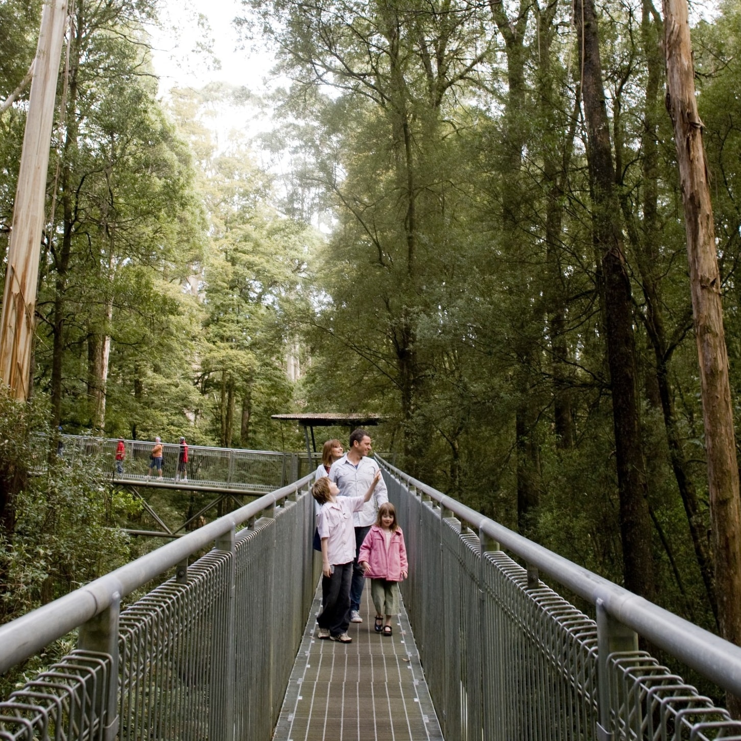 Family on walkway of Otway Fly Treetop Adventures on the Great Ocean Road © Visit Victoria 