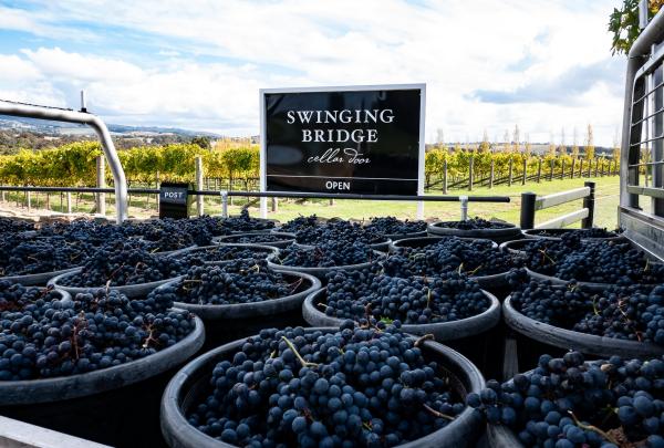 Swinging Bridge, Orange, NSW © Swinging Bridge/Ultimate Winery Experiences of Australia