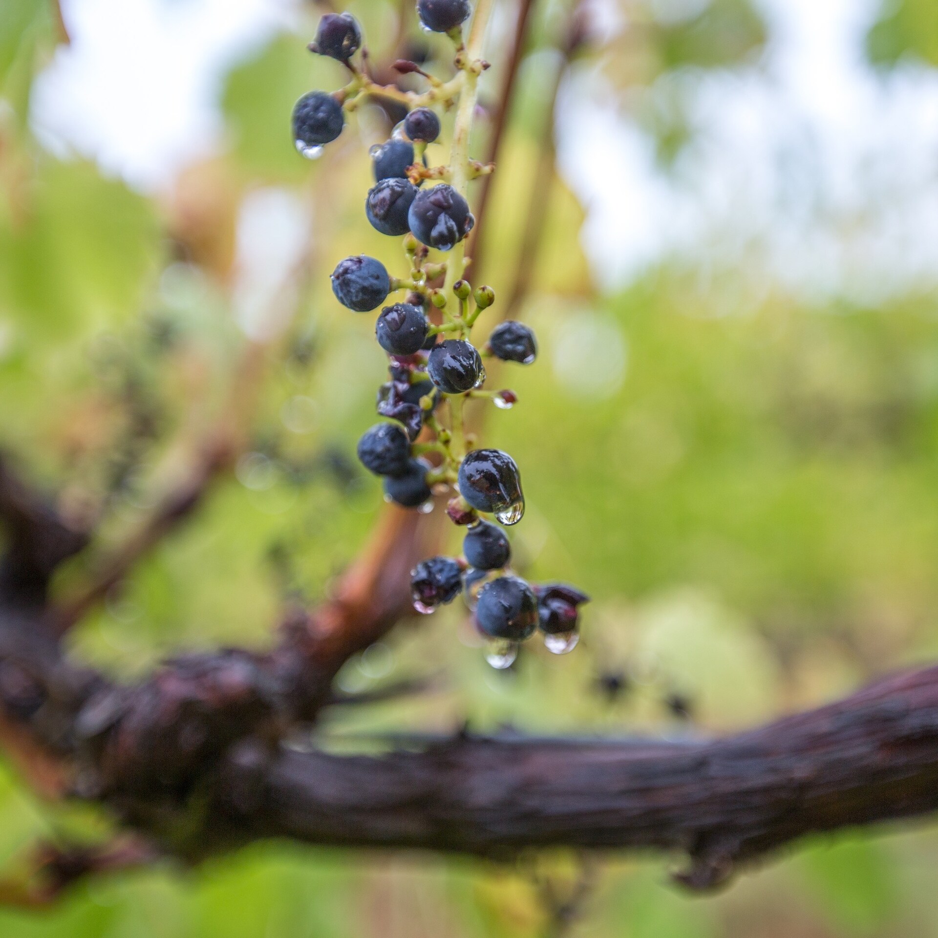 Shiraz grapes on the vine at McLaren Vale © Tourism Australia
