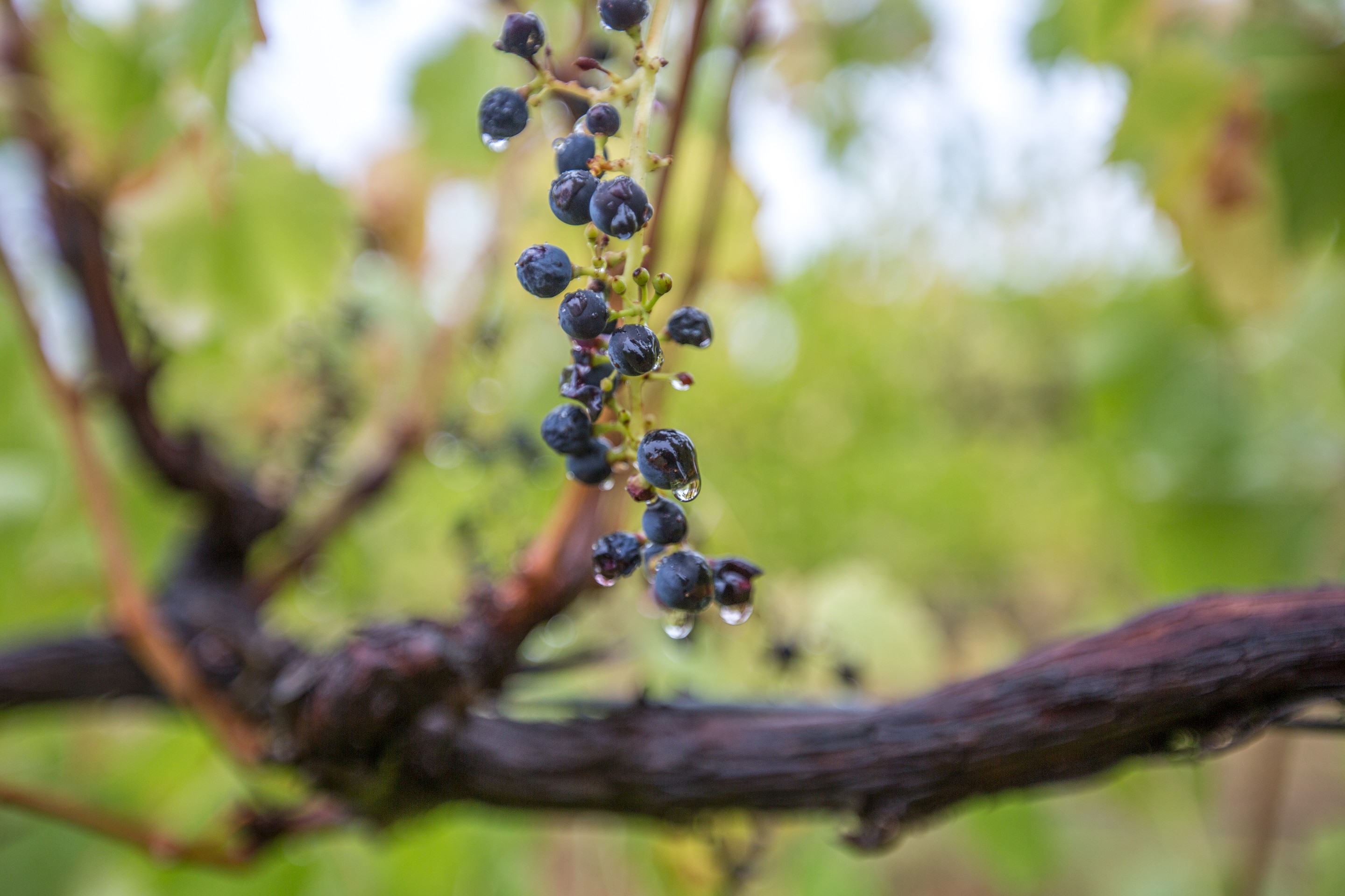 Shiraz grapes on the vine at McLaren Vale © Tourism Australia