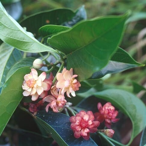 Flowering idiot fruit plant in the Daintree © Wet Tropics Management Authority