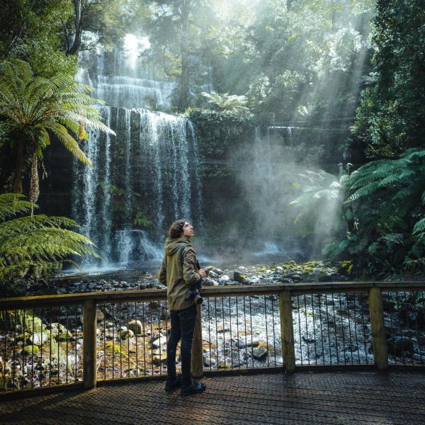 Man on viewing platform admires Russell Falls waterfall © Jason Charles Hill