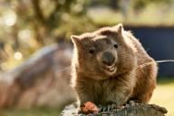 Tree Kangaroo at Adelaide Zoo in South Australia © Tourism Australia