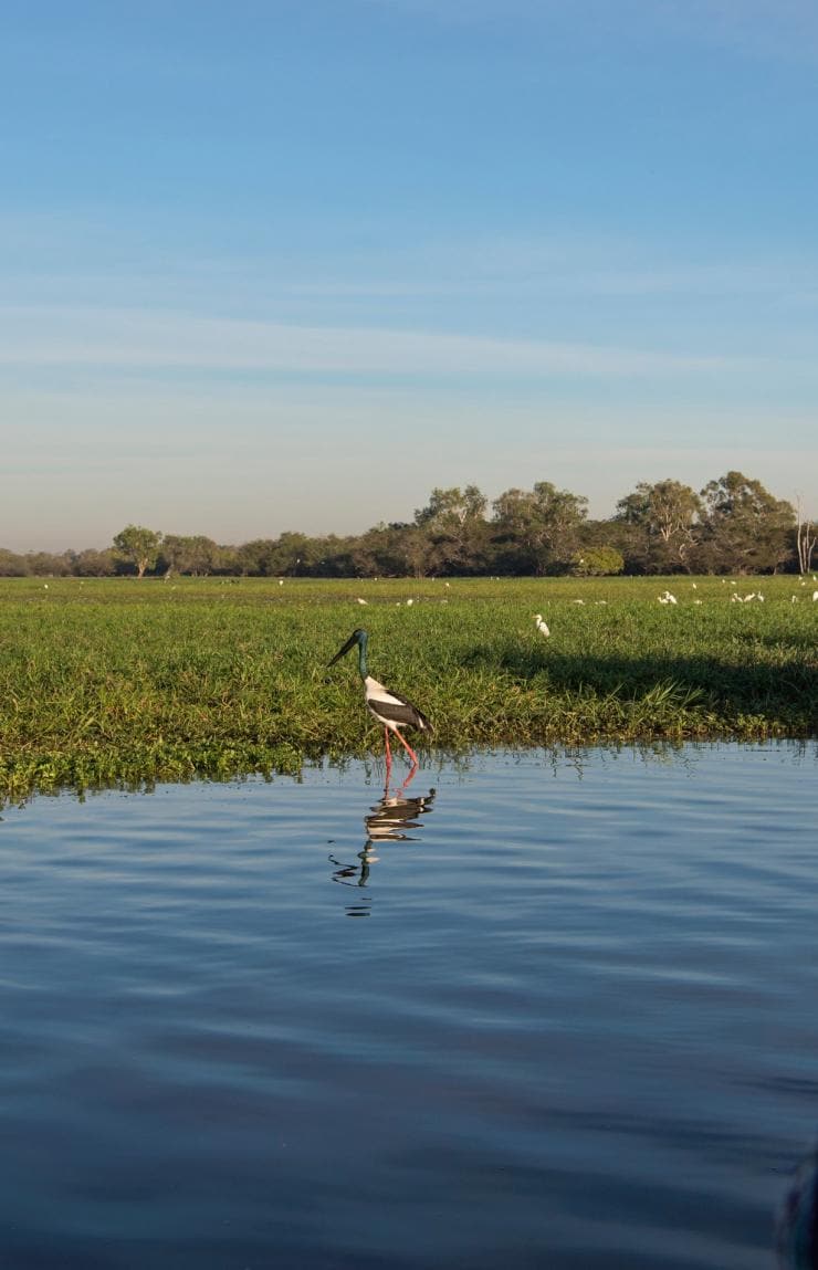 Woman with camera photographs birds in Kakadu National Park in the Northern Territory  © Tourism NT/Shaana McNaught
