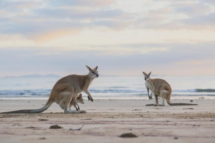 wildlife tourism in australia