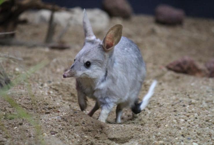 The Bilby Experience, Charleville, Queensland © Save the Bilby Fund
