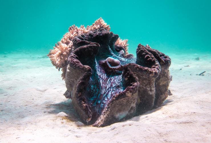 Khám phá những loài sinh vật biển đặc biệt tại rạn san hô Great Barrier (Úc)