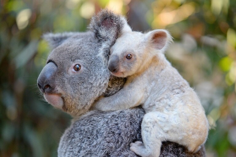 White koala joey with mum Tia at Australia Zoo in Beerwah in Queensland © Ben Beaden / Australia Zoo