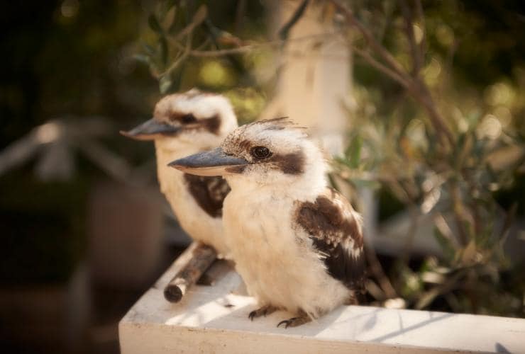 Kookaburras perched on a ledge at the Lake House in Daylesford © Christina Simons 