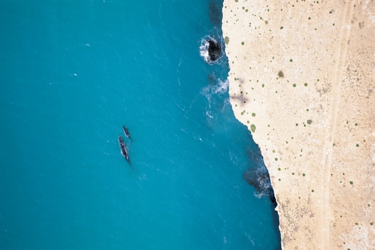 Southern right whales swimming by the Head of Bight in South Australia © South Australian Tourism Commission