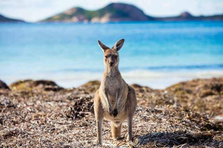 Kangaroo in grassland on Kangaroo Island © South Australian Tourism Commission