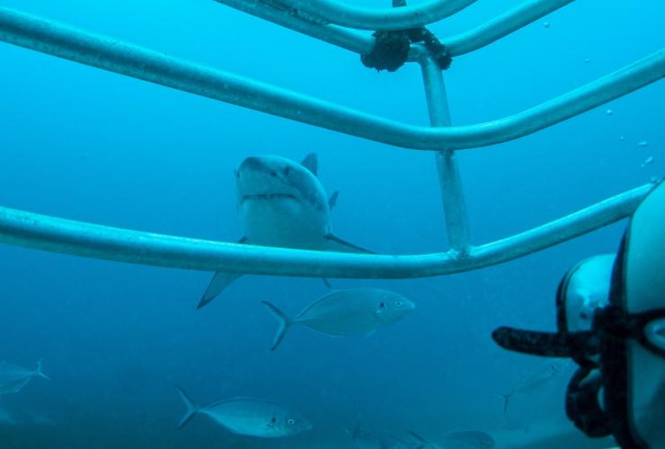 Diving, Rodney Fox Great White Shark Expeditions © Tourism Australia