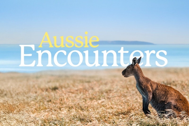 Aussie encounters