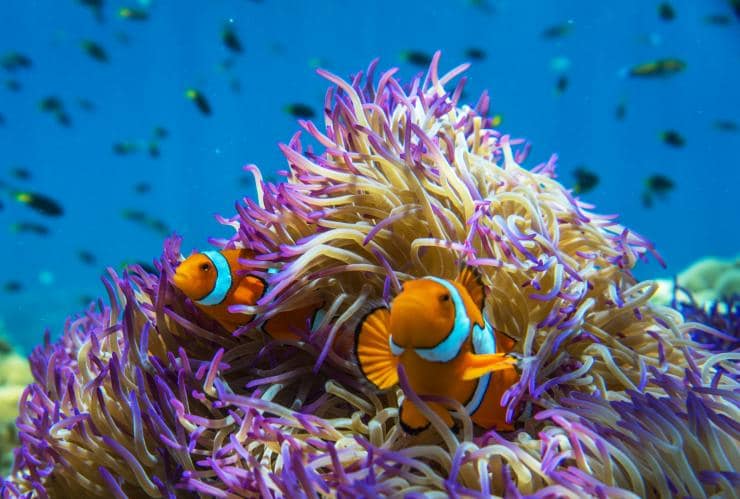 Anemone with clownfish, Frankland Islands, QLD © Phil Warring