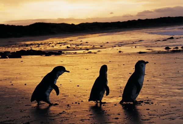 Phillip Island Nature Park, VIC © Phillip Island Nature Park
