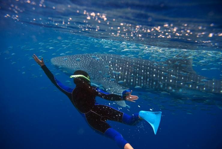 Snorkelling with whale sharks at Ningaloo Reef in WA © Tourism Australia
