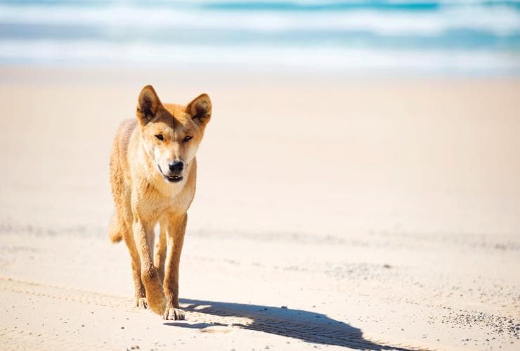 Dingo sur la plage de K'gari © Pirie Bath Photography