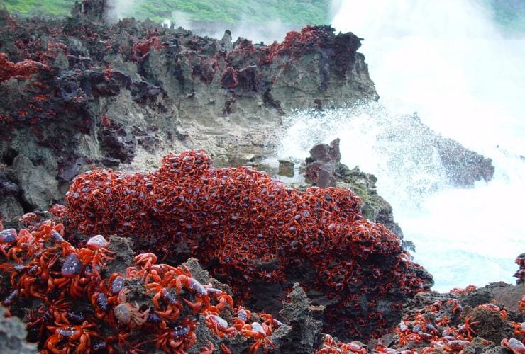 Crabes dans des geysers maritimes, Christmas Island, External Territories © CITA