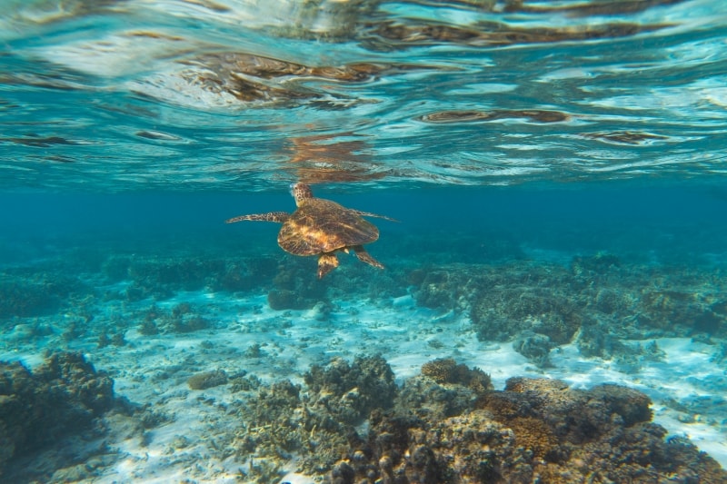 Tortue de mer, Lady Elliot Island, Grande Barrière de Corail, QLD © Tourism &amp; Events Queensland