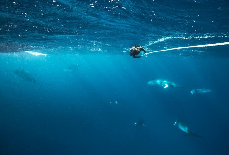 Baignade avec des baleines de Minke, Lighthouse Bommie, Grande Barrière de Corail, QLD © Tourism & Events Queensland