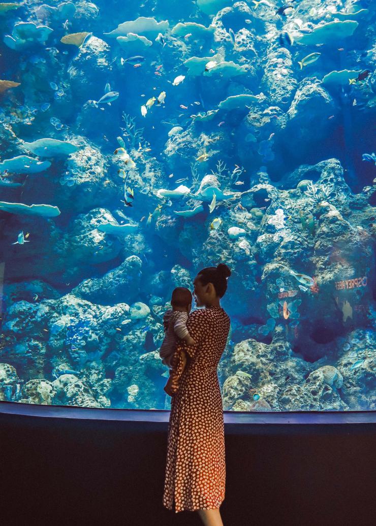 Une famille au Cairns Aquarium, à Cairns © Tourism Tropical North Queensland